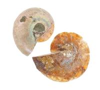 Cabilock 2 piezas Fósiles de Amonita Muestras Decorativas Educativas para Enseñanza Especímenes Paleontológicos Naturales de Embalaje Opp