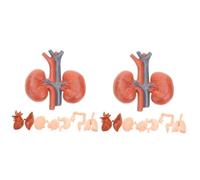 Cabilock 2 Series Órganos Educación Médica Simulación De Anatomía Desmontable Estudiantes Y Corazón Hígado Estómago Pulmones Y Riñones Clínicas Y Escuelas 8 Piezas*2
