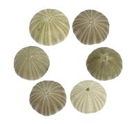 Cabilock 6 Piezas Soportes Colgantes Naturales de Erizo Mar para Plantas Aire Decoración Náutica Conchas Marinas Playa Hogar