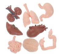 Cabilock 8 Piezas Órganos de Enseñanza Herramienta de Aprendizaje de Anatomía Escuelas y Clínicas
