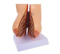 Cabilock de Femenina Educativo Realista para Enseñanza de Anatomía y Lactancia Materna Detalles Naturales para Escuelas de Enfermería y Salud