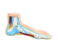 Cabilock de Pie para Enseñanza de Anatomía Detalles Realistas para Fisiología y Exhibición Clínica
