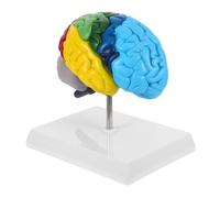 Cabilock Modelo Anatómico De Cabeza Humana Modelo De Anatomía Cerebral Para Educación Anatomía y Fisiología Recurso De Aprendizaje Médico Para Consultorios