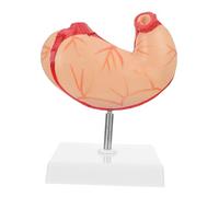 Cabilock Modelo Anatómico Estómago Plástico Duradero para Enseñanza Médica Demostración de Anatomía Humana Educación Fisiología y Anatomía