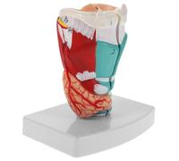 Cabilock Simulación Realista de Anatomía Laringeal para Educación Clínica Herramienta Portátil para Aprendizaje para Estudiantes y Profesionales