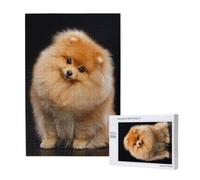 Cachorro de Perro Pomerania Lindo,Rompecabezas de Madera de 1000 Piezas para Adultos y Adolescentes.