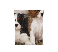 Cachorros Cavalier King Charles Spaniel Pequeños, Squeeze Top Wallet Bolsa de Almacenamiento para Mujer Monedero pequeño Bolsa de Cambio