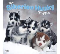 Cachorros Husky Siberianos | Calendario mensual cuadrado de pared 2026 de 12 x 24 pulgadas (colgado) | Sin plástico | BrownTrout | Razas de perros animales