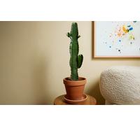 Cactus de interior Euphorbia Acruensis con maceta incluida: 2 plantas