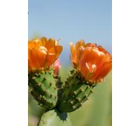 Cactus Flower Dream Diary and Journal: 120 Custom Cactus Lined Pages to log goals, dreams, ambitions and anything else you love, 6 x 9 inches, Matte Finish Cover, Great Gift For Anyone!