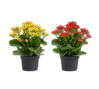 Caja 2 Unidades Kalanchoe Blossfeldiana Kalanchoe de Navidad DECOALIVE, Ø 10 cm, Altura 20-25 cm, Planta Fácil de Cuidar para Recibidor