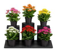 Caja 6 Unidades Kalanchoe Blossfeldiana Calancoa DECOALIVE, Maceta 10 cm, Altura 20-25 cm, Decoración Interior Color Surtido