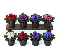 Caja 8 Unidades DECOALIVE Saintpaulia Ionantha Violeta Africana para Regalo, Maceta 12 cm y 20 cm de altura