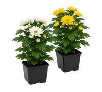 Caja de 2 Plantas DECOALIVE Chrysanthemum Flor de Margarita, Ø 12 cm, 30-35 cm altura, Detalle Natural para Hogar