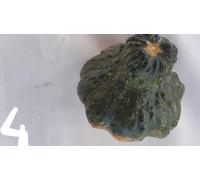 CALABAZA ORNAMENTAL INDY MIX