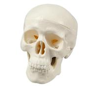 Calavera de Halloween, modelo de anatomía de calavera para estudiar, cabeza de esqueleto pequeña, modelo de esqueleto de cabeza de anatomía humana, manualidades de decoración de Halloween para el aula
