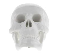 Calavera para Estudio y Decoración Miniatura de Anatomía para Artistas y Enseñanza