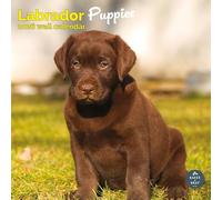 Calendario 2024 de cachorros de labrador, calendario de pared cuadrado, 16 meses Baker and Bray
