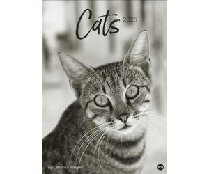 Calendario 2025 de Cats Edition: elegantes patas de terciopelo en blanco y negro en un calendario XXL. Calendario de animales 2025 en formato grande. Calendario fotográfico grande de alta calidad para