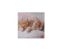 Calendario 2026 Pared Mes Vista Kittens Legami