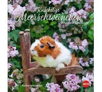 Calendario de postales de conejillo de indias 2025: por Monika Wegler. Pequeño calendario con retratos de roedores limpios. Cada mes una nueva postal del calendario de fotos. (calendario postal Heye)