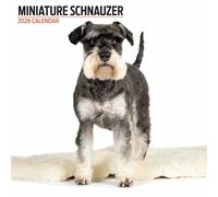 Calendario moderno Schnauzer en miniatura 2026