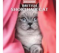 Calendario tradicional 2026 de gato de pelo corto británico