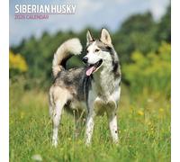 Calendario tradicional 2026 de Husky siberiano