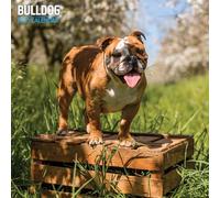 Calendario tradicional Bulldog 2025