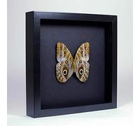 Caligo SP. - Mariposas búho - Real Mariposa Taxidermia montado bajo Vidrio en Marco de Madera Negro Elegante Hecho a Mano