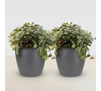 Calissia Repens Planta de interior, juego de 2 unidades con maceta gris, diámetro de 12 cm, altura 17-20 cm, planta verde apta para mascotas, fácil de limpiar, para salón, oficina, dormitorio