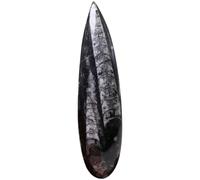 CALLARON Fósil de Orthoceras Juguete Educativo Mineral Negro que Desarrolla Creatividad y Enriquece Conocimientos en Cumpleaños o Día para Decoración y Enseñanza