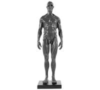 CALLARON Modelo Anatómico de Cabeza de Cráneo 30 Cm Gris para Dibujo Artístico, Estructura Muscular Masculina, Modelo de Enseñanza Científica Base para Estudio Anatómico y Color Aleatorio