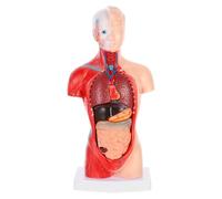 CALLARON Modelo Anatómico de Corazón, Figura de Órganos Internos de Pvc, Desmontables, Herramienta de Enseñanza Médica para Estudiantes y Pacientes, Escuelas y Enseñanza de Salud Física