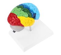 CALLARON Modelo Anatómico del Cerebro Humano 1:1 y Fácil de Limpiar en Pvc Etiquetas Claras para Enseñanza Médica Adecuado para Estudio y Exhibición en Aulas