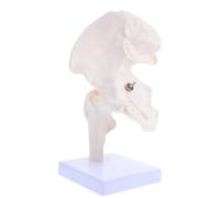 CALLARON Modelo de Articulación de Cadera Desmontable para Enseñanza, Modelo de Anatomía Ósea Humana Didáctico, Material Científico Educativo para Estudio Anatómico en Escuelas