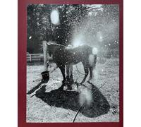 Calling the birds home