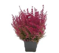 Calluna La Planta Natural que es un Símbolo de Esperanza y Amor