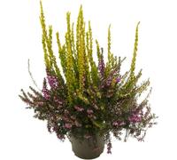 Calluna Mix de Colores Planta Arbustiva para el Jardín - Color Puede Variar