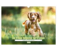 CALVENDO Cocker Spaniel (calendario de pared 2026 DIN A3 horizontal), calendario mensual CALVENDO