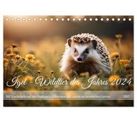 CALVENDO - Erizo - Animal salvaje del año 2024 (calendario de mesa 2027 DIN A5 horizontal), calendario mensual: con piel espinosa en la caza de caracoles y larvas en el jardín de la casa