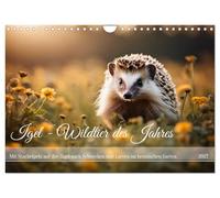 CALVENDO - Erizo - Animal salvaje del año 2024 (calendario de pared 2027 DIN A4 horizontal), calendario mensual: con piel espinosa en la caza de caracoles y larvas en el jardín de la casa