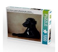 CALVENDO Jana Behr - Puzzle Hazel Retriever x Labrador x Münsterländer-Mix, 14 semanas 1000 Piezas, tamaño 64 x 48 cm