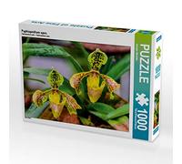 CALVENDO Jürgen Wöhlke Paphiopedilum Spec. 1000 Piezas - Puzzle fotográfico (64 x 48 cm)