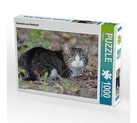 CALVENDO Kattobello - Puzzle (1000 Piezas, 64 x 48 cm), diseño de Gato doméstico