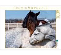 CALVENDO Liselotte Brunner-Klaus - Puzzle (1000 Piezas, 64 x 48 cm), diseño de Caballos