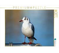 CALVENDO Mico10 - Puzzle (1000 Piezas, 64 x 48 cm), diseño de gaviotas