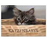 CALVENDO - Observados bebés gatos (calendario de mesa 2027 DIN A5 horizontal), calendario mensual: trece imágenes mágicas de los lindos bebés felinos. Observado con la cámara, son muy divertidos y