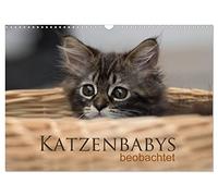 CALVENDO - Observados bebés gatos (calendario de pared 2027 DIN A3 horizontal), calendario mensual: trece imágenes mágicas de los lindos bebés felinos. Observado con la cámara, son muy divertidos y