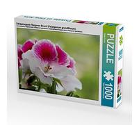 CALVENDO Puzle de pelargonio 'Elegance Bravo' (Pelargonium grandiflorum), 1000 Piezas, tamaño de Puesta de 64 x 48 cm, Imagen de Dieter Fuchs